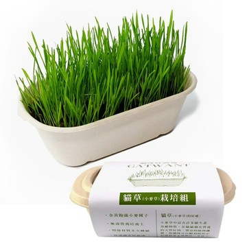 ✨貴貴嚴選✨🔥現貨🔥CATWANT 貓咪旺農場 小麥草DIY種植組 安心栽種容易 維護腸道保健 貓草 貓零食