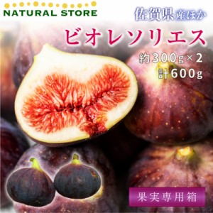 [最短順次発送]   ビオレソリエス イチジク 約600g 約300g x 黒イチジク 無花果 いちじく  果実専箱 300gx2p 秋ギフト  果実ギフト