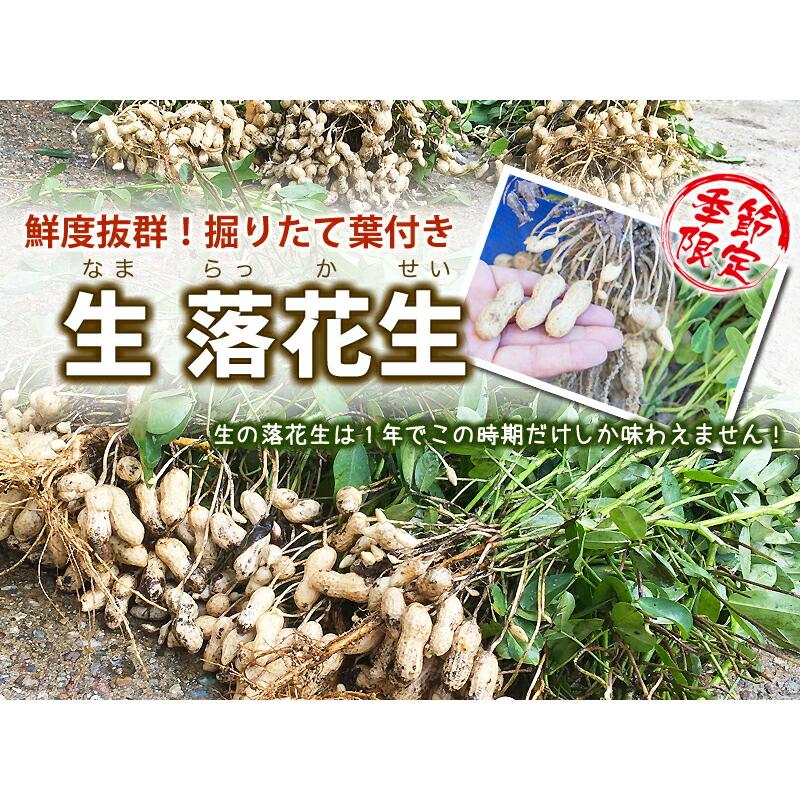 2024 予約 生落花生 落花生 生 山形産 品種おまかせ 10kg ５ｋｇ 2個 おおまさり 郷の香 送料無料 ゆで落花生 ピーナッツ 生 通販