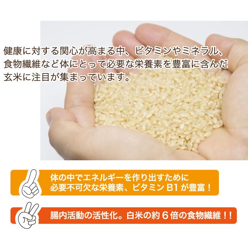 玄米 令和５年産 福井県産コシヒカリ20kg 単一原料米 栄養満点 お米 安い 10kg×2 送料無料