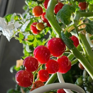 🍅（紅色冰淇淋番茄種子）現貨速發 小西紅柿種子 生吃小番茄種子 多年生聖女果種籽 四季播種農田盆栽 水果蔬菜種子