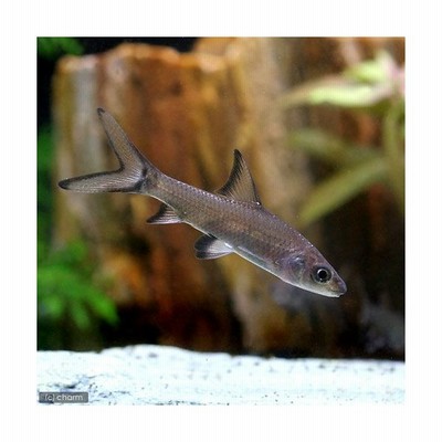 熱帯魚 シルバー シャーク １匹 北海道 九州 沖縄航空便要保温 通販 Lineポイント最大get Lineショッピング