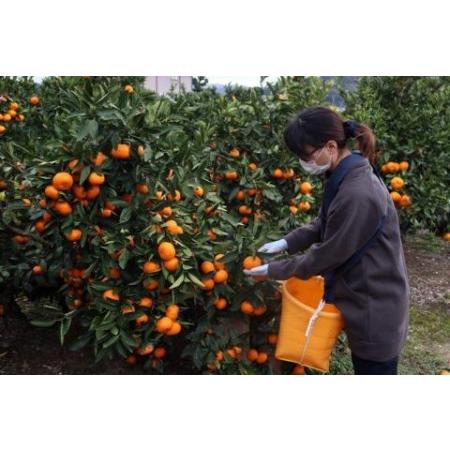 ふるさと納税 きれいな温州みかん１０ｋｇ（S〜Lサイズ混合） 和歌山県有田川町