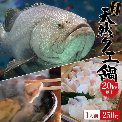 天然 最高級クエ 20kg 以上  クエ鍋セット 1人前(250g×1)    高級 海鮮 お魚 魚  くえ鍋 クエ鍋 くえ くえ天然 冷蔵 海産物