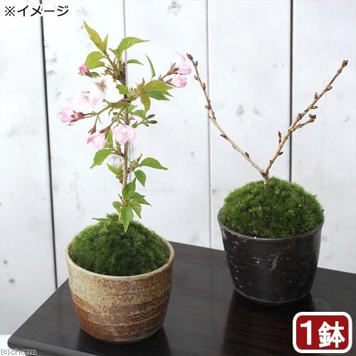 山野草）苔盆栽 サクラ（桜）御殿場桜 穴有益子焼植木鉢（還元）（１鉢