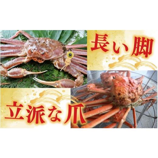 ふるさと納税 福井県 あわら市 茹で越前がに 1杯 750g〜900g（大サイズ以上）《新鮮！茹でたてを発送》／ 高級 福井 ブランド ズワイガニ 黄…