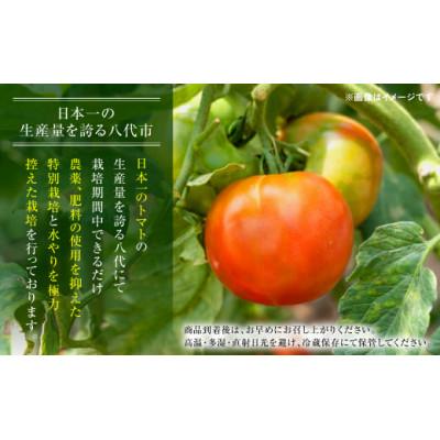 ふるさと納税 八代市 熊本県八代市産 規格外トマト 約4.5kg 