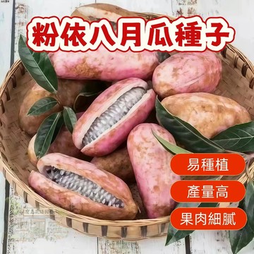 ✨ 粉依八月瓜種子 當年結果籽少肉多水果種植爬藤甜瓜紫果八月炸種子 爬藤水果種子發芽率高 高產 蔬菜瓜果種子大