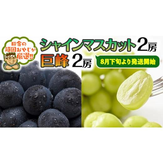 ふるさと納税 茨城県 つくばみらい市 シャインマスカット2房・巨峰2房セット田舎の頑固おやじが厳選！