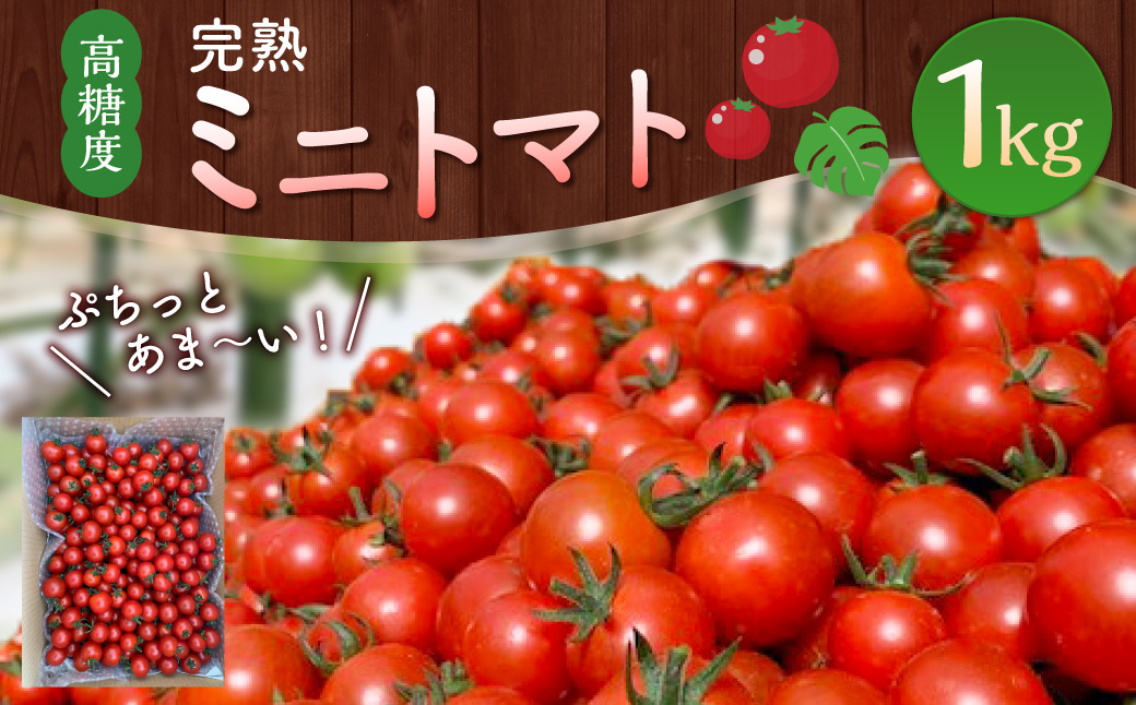 ＜「完熟ミニトマト」ミニトマト 1kg＞2023年11月上旬～2024年5月下旬迄に順次出荷 1回食べてみらんね?? 宮崎県 高鍋町産 産地直送 まるで フルーツトマト?? 有機肥料使用 高糖度 西森農園