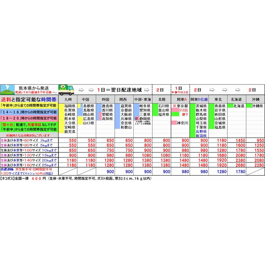 theory11 MJM Navigators トランプ並行輸入 - トランプ