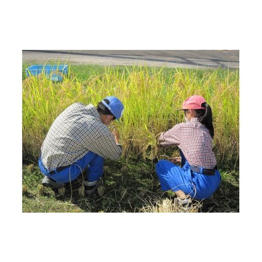 ふるさと納税 鳥取県 倉吉市 倉吉農高の米　縁結び（白米） （300ｇ×3袋）