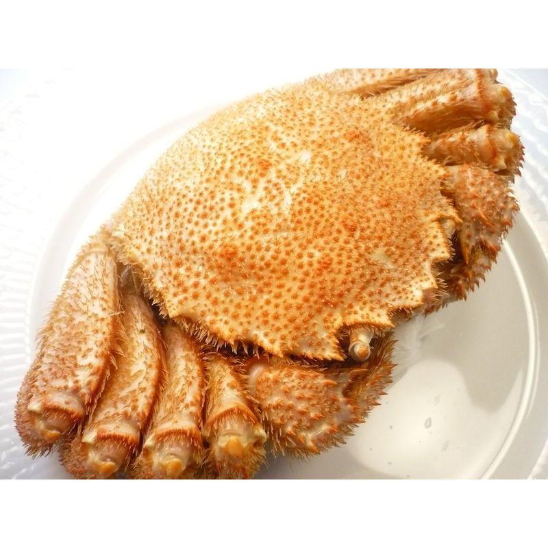 北海道産 毛ガニ 約450ｇ（400g-500g） 特特特 堅蟹 毛がに 1尾 3特 身入り確実・毛ガニ１杯・