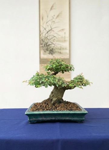 小品盆栽・日本櫸