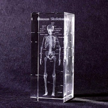 賽先生科學工廠｜透視人體骨骼水晶紙鎮