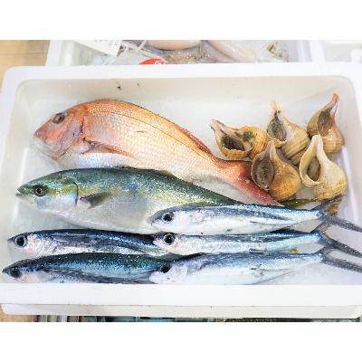 ふるさと納税 越前町 越前港直送　朝獲れお魚詰め合わせ　　　　4種類