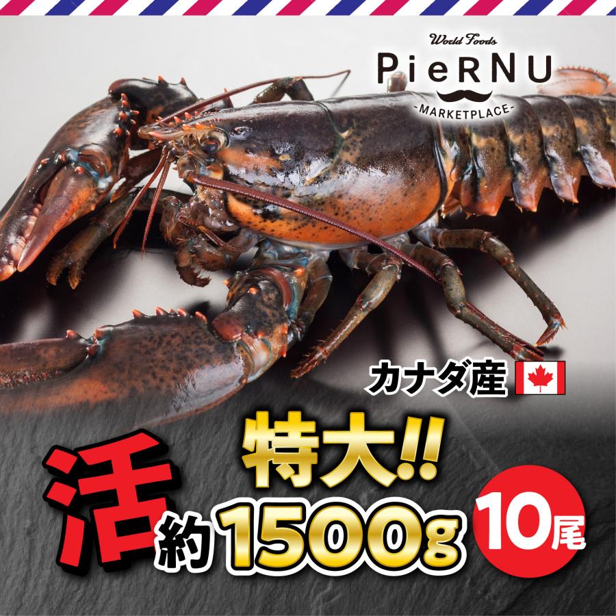 活オマール海老（カナダ産）特大　10尾(約1500g×10）