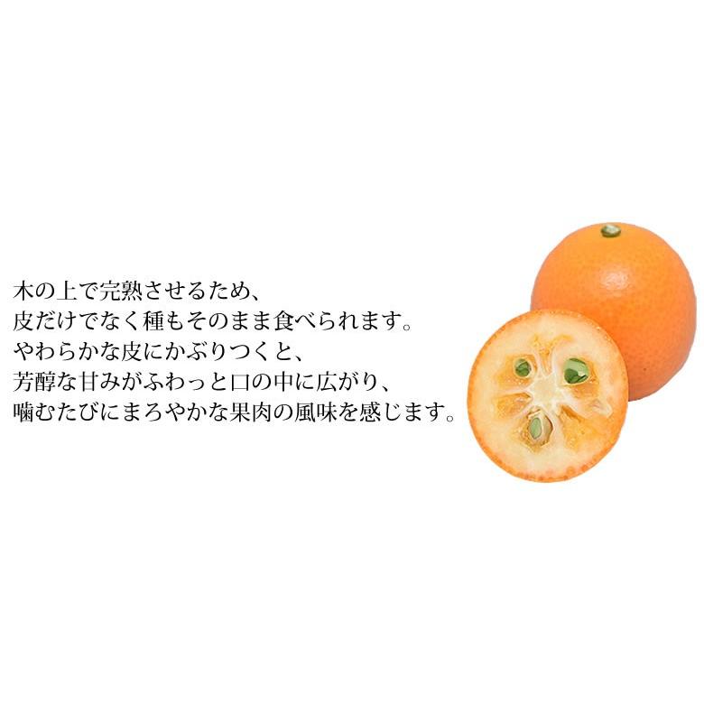 金柑 みかん 完熟フルーツきんかん 送料無料 1kg 2セット購入で1セットおまけ 熊本県産 ハウス栽培  柑橘