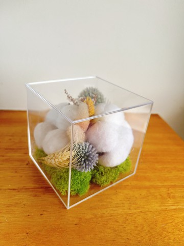 純自然 乾燥 棉花 立方體 送禮 擺飾 盆栽 potted
