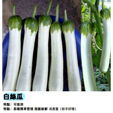 【48h出貨】白絲瓜種子 特色蔬菜品種稀有爬藤耐熱蔬菜種子-果菜類#Luffa