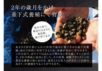 令和6年2月出荷 先行予約 シェフが育てた白浜の活あさり2kg