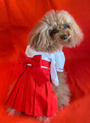 訂製/原創狗狗和服/巫女風和服/腰長35cm以下