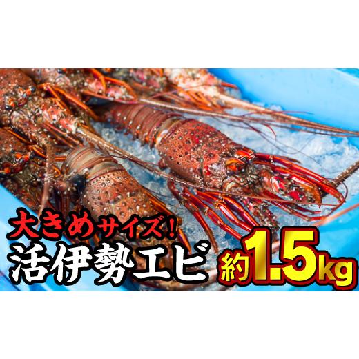 ふるさと納税 三重県 尾鷲市 活伊勢エビ 約1.5kgセット （２〜５尾）《10月12日〜4月期間限定出荷：先行予約も可（到着日時指定必須商品）》　HA-57