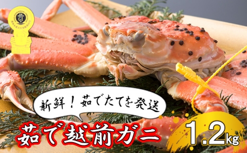 茹で越前ガニ食通もうなる本場の味をぜひ、ご堪能ください。約1.2kg以上 越前がに 越前かに 越前カニ カニ ボイルガニ