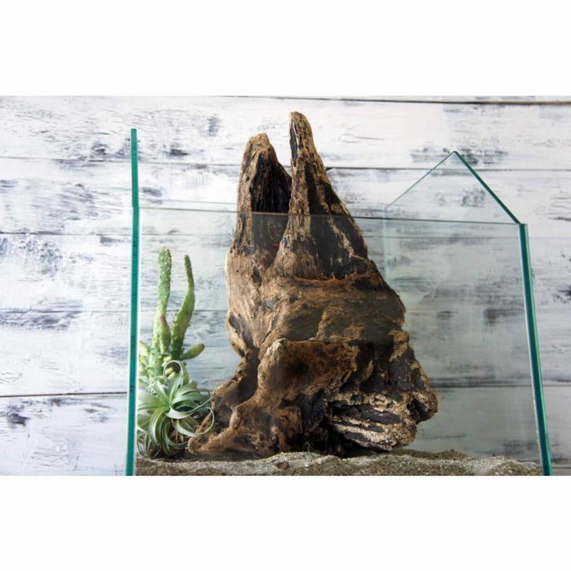 流木 爬虫類 登り木 あく抜き処理 煮沸消毒済 テラリウム 送料無料