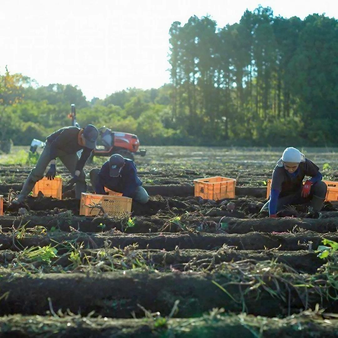  つくばみらい市産 さつまいも 紅はるか 土付き5kg サイズ未選別 サツマイモ つくばみらい いも 照沼 食物繊維 [DY01-NT]