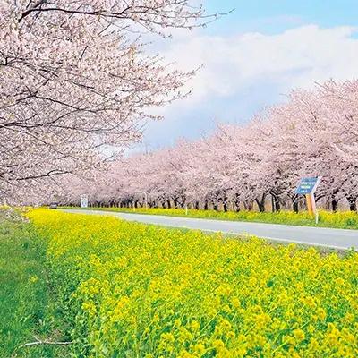 ふるさと納税 大潟村 あきたこまち特別栽培米 精米10kg(5kg×2)