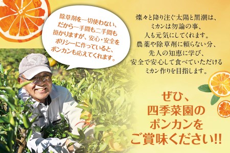 濃厚な甘さと風味！くしもとポンカン L～2Lサイズ 10kg  有機率100%肥料 