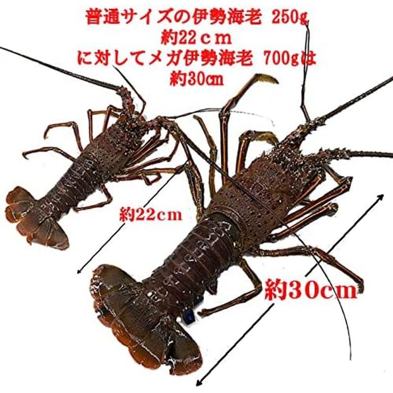 活伊勢海老 活きたまま発送します 特大サイズ 1尾 600?700ｇ 活伊勢海老