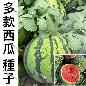 現貨【西瓜種子】（100粒）全網品種最多 十多款西瓜種子四季西瓜 巨型西瓜種子 耐寒耐旱易爬藤水果種子 發芽率高達99%