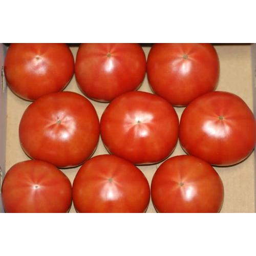 静岡産 トマト アメーラ 1kg 8~12個 化粧箱入