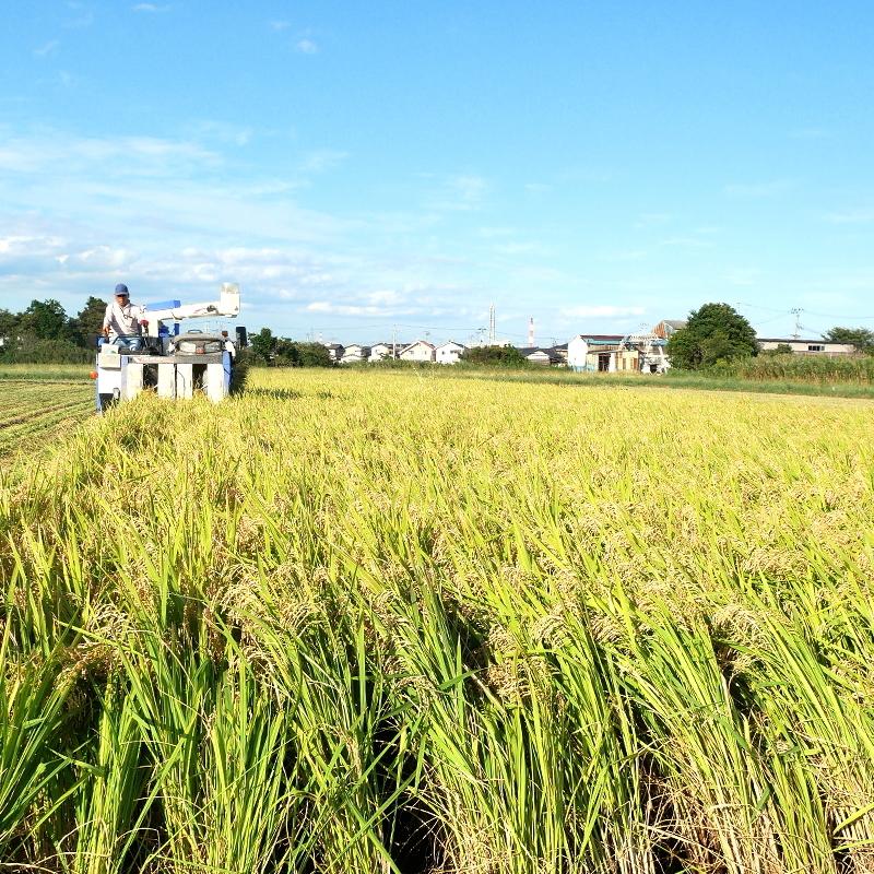 コシヒカリ 精米10kg いわき市産 令和5年産新米 農家直送米