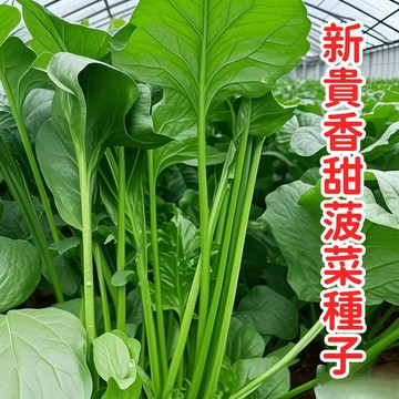 台灣當季 新貴香甜波菜種子 嬰兒蔬菜 不結球菠蔆種 耐熱早收 家庭菜園盆栽 四季可播種 葉嫩味甜 生長期短