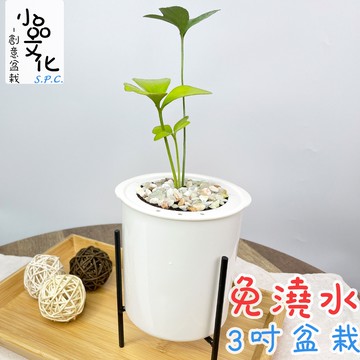 小品文化 幸運樹 現貨 3吋鐵架免澆水盆栽懶人盆栽觀葉植物室內植物自動吸水創意花盆居家辦公盆花 蝦皮商城 Line購物