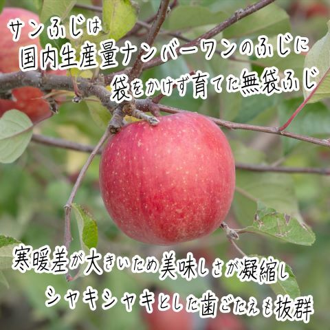 りんご 青森 サンふじ リンゴ 約 5kg (14～18玉) 青森県 鰺ヶ沢町産 ヒバリノ園 フルーツ 果物 果物類 白神山地 林檎 サンフジ ふじ 3月 発送 ※オンライン決済のみ