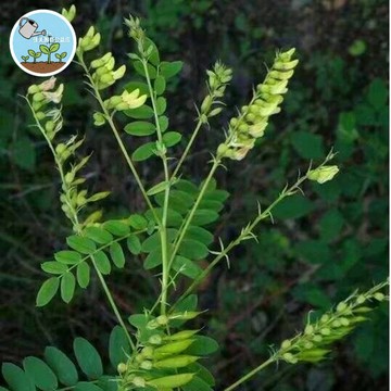 【黃耆／北芪】黃芪種子 多年生中藥材種子 補氣之王 增強免疫 蜜源植物 耐寒抗旱 藥食同源 可盆栽 農耕栽培 高發芽率