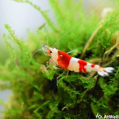 Atwellレッドビーシュリンプグレードmix 10匹 1匹補償サービス付き 生体 通販 Lineポイント最大get Lineショッピング