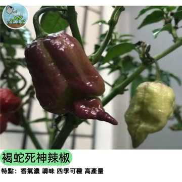 🌶️【辣度破表 極品嗜辣者】褐蛇死神辣椒種子 巧克力死神 超辣品種 盆栽可種 料理調味 泰式料理必備 稀有品種