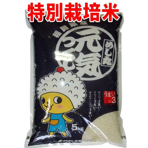 新米 令和5年産 特別栽培米 5kg 福岡県産 元気つくし 玄米 白米 7分づき 5分づき 3分づき お好みに精米