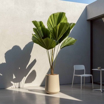 高挑圓扇蒲葵 落地盆栽 大盆栽 拿鐵棕磨石子花盆 開幕送禮 喬遷