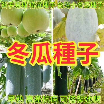 綠色家園|🔥冬瓜種子🍓早熟小冬瓜種子 香芋小冬瓜種子 四季種植蔬菜種子 四季庭院大田種植 高產蔬菜種子