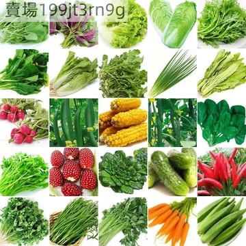 🥬【49款四季蔬菜種子】9月到貨 白菜 香菜 豆類種子四季可種 五十天可生長 家庭蔬菜種子 田園盆栽蔬菜種籽