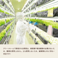 植物工場産野菜・お徳用６セット（６ヶ月契約）１セット×6回