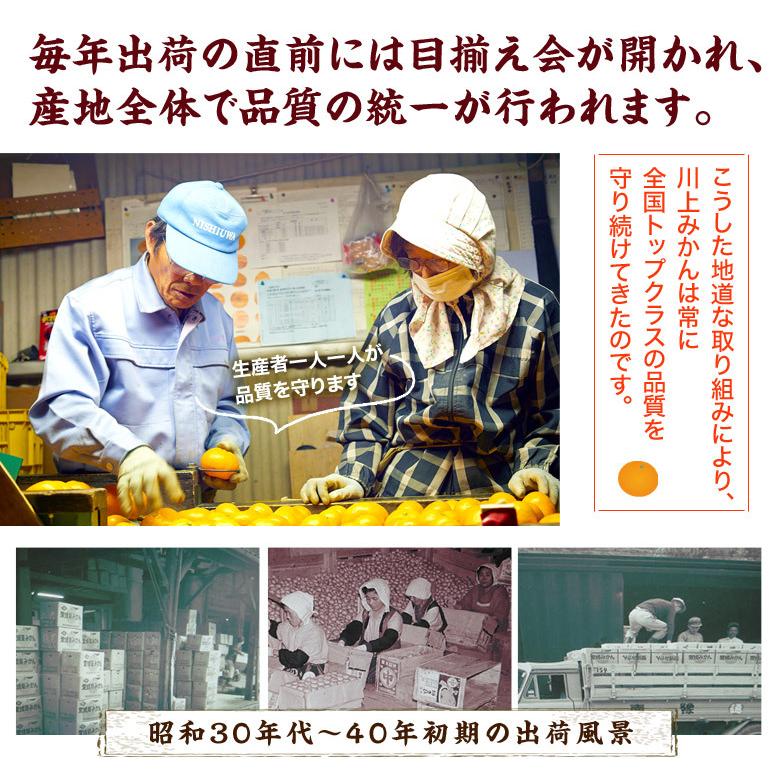 愛媛県産 川上みかん 『味ピカ』JAにしうわ 川上共選 S〜Ｌサイズ 約5kg (風袋込) ※常温 送料無料