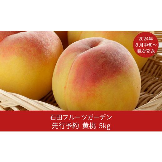 ふるさと納税 新潟県 三条市 先行予約 黄桃 約5kg(13〜18個入) [2024年発送予定] 新潟フルーツ 新潟県産黄桃  [石田フルーツガーデン] 