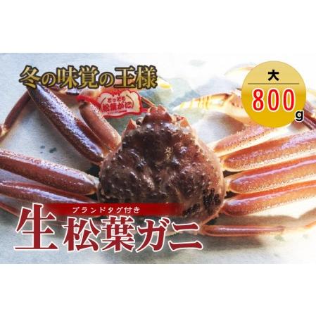 ふるさと納税 松葉ガニ タグ付き生松葉ガニ（大800g） 松葉ガニ 松葉がに かに カニ 蟹 生 新鮮 かに カニ 蟹 かに カニ 蟹 生 鳥取県倉吉市